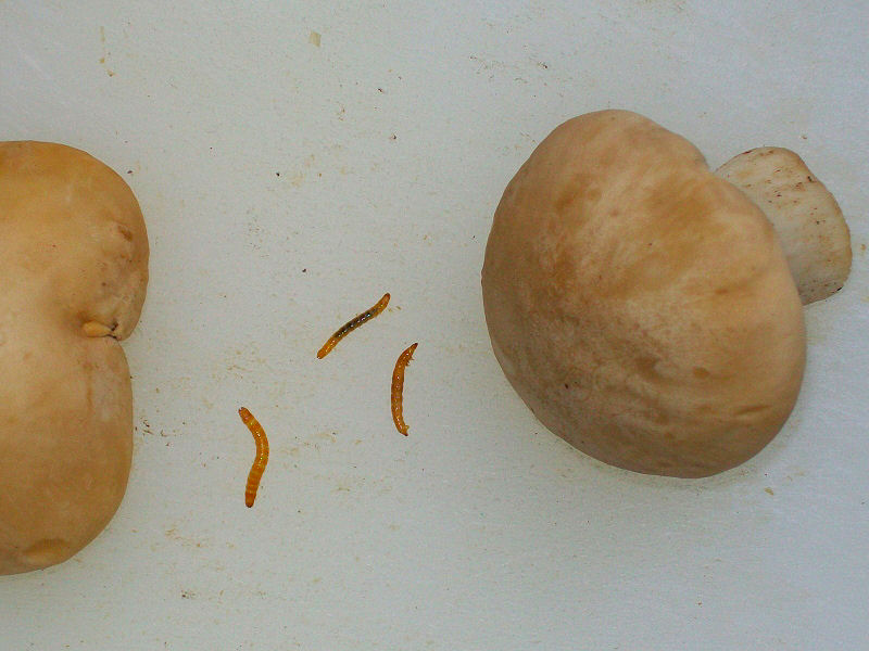 Aiuto per determinazione di larva in Calocybe gambosa